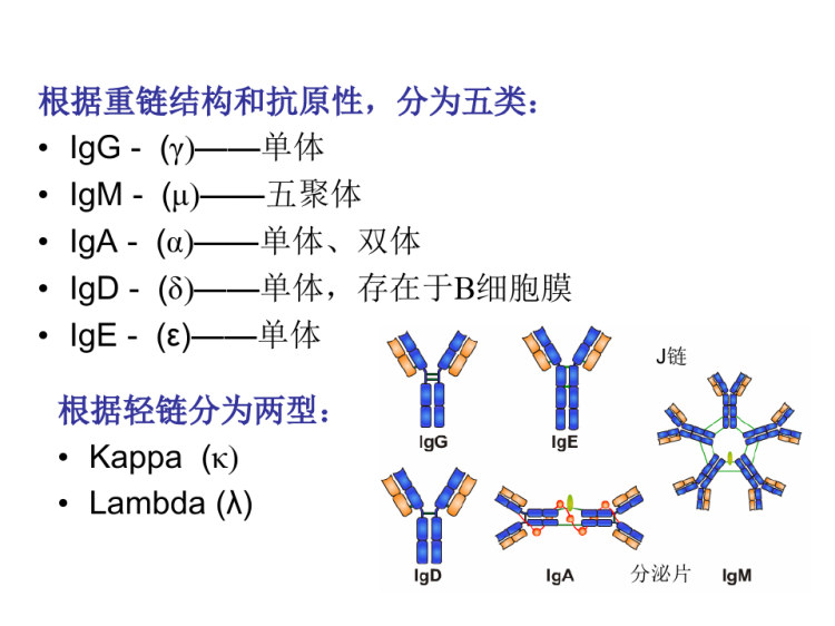医学免疫学PPT免疫球蛋白PPT