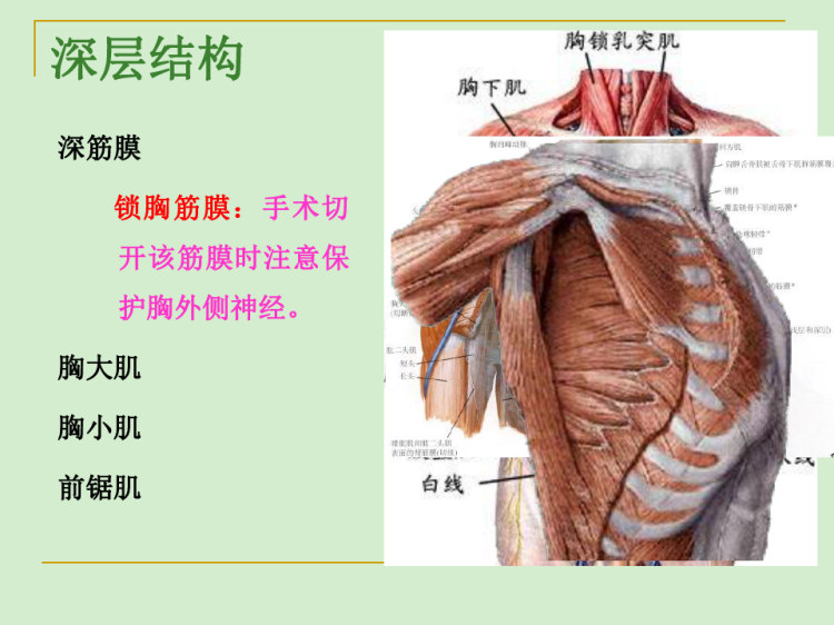 局部解剖学PPT胸部解剖PPT