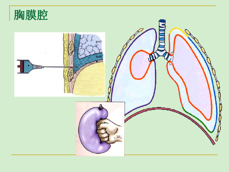 局部解剖学PPT胸部解剖PPT